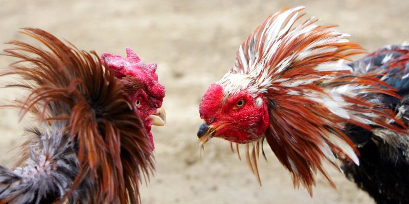 Sân chơi uy tín với nhiều hình thức đá gà và cửa cược hấp dẫn